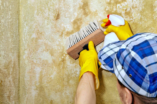 Mold Documentation for Insurance Claims in Lightstreet, PA