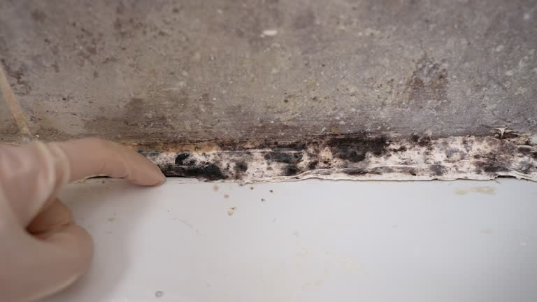 Best Real Estate Mold Inspection  in Lightstreet, PA